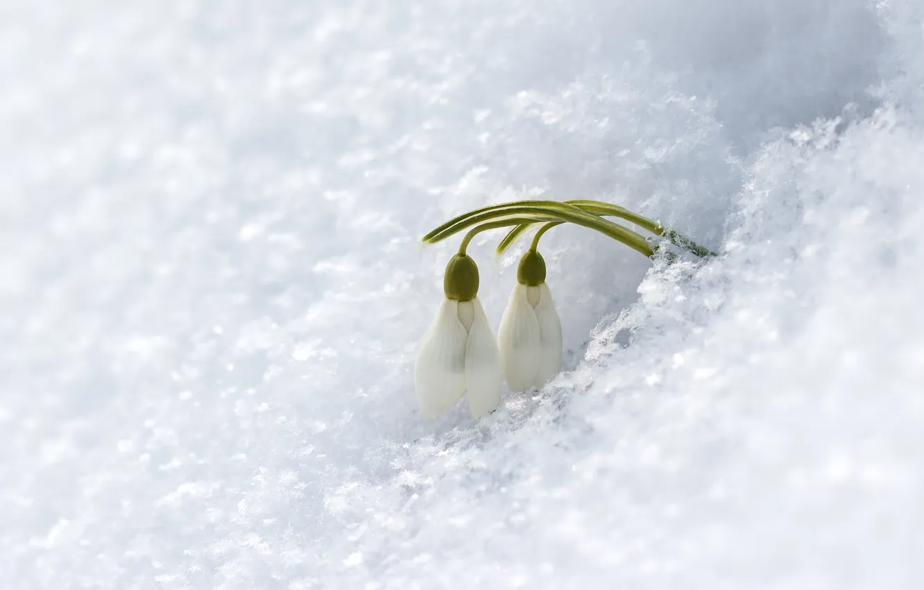 Фото обои снег, цветы, подснежники