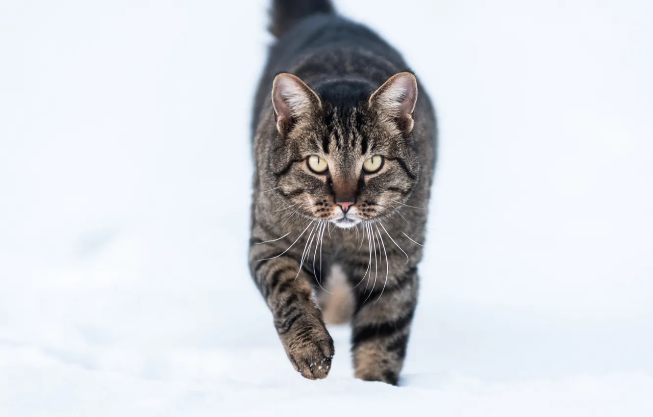 Фото обои зима, кот, снег, кошак, котяра