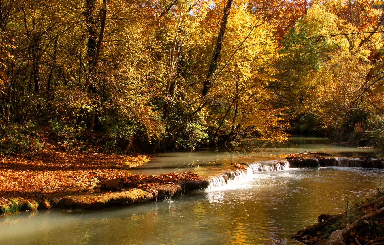 Фото обои осень, лес, листья, деревья, ручей, желтые, солнечно