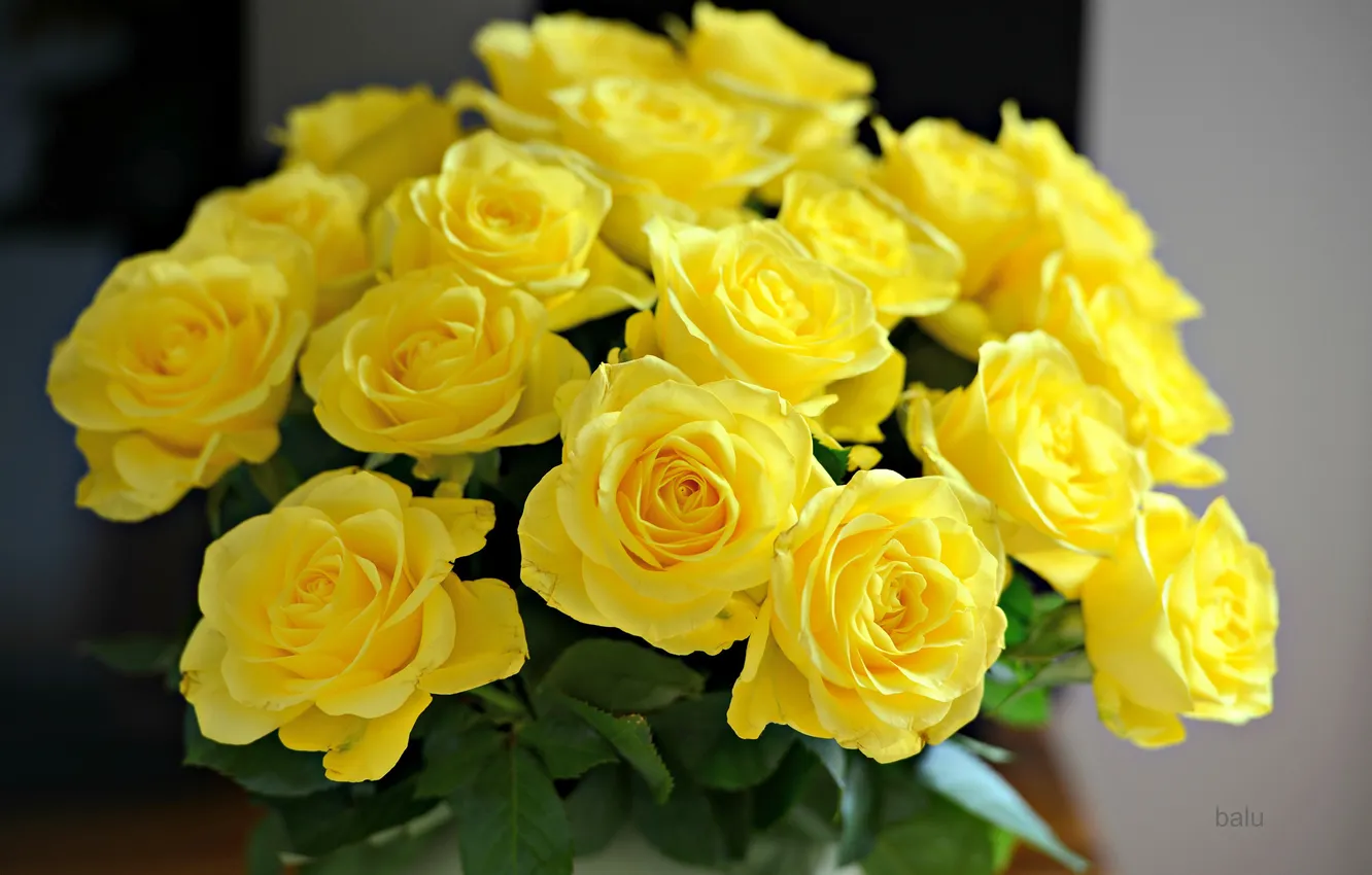 Фото обои розы, букет, желтые