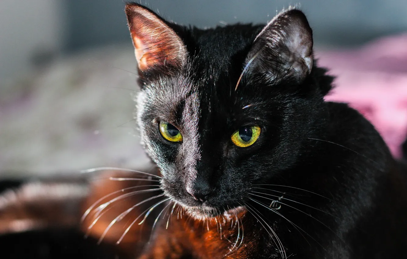 Фото обои мордочка, размытый задний фон, черная кошка