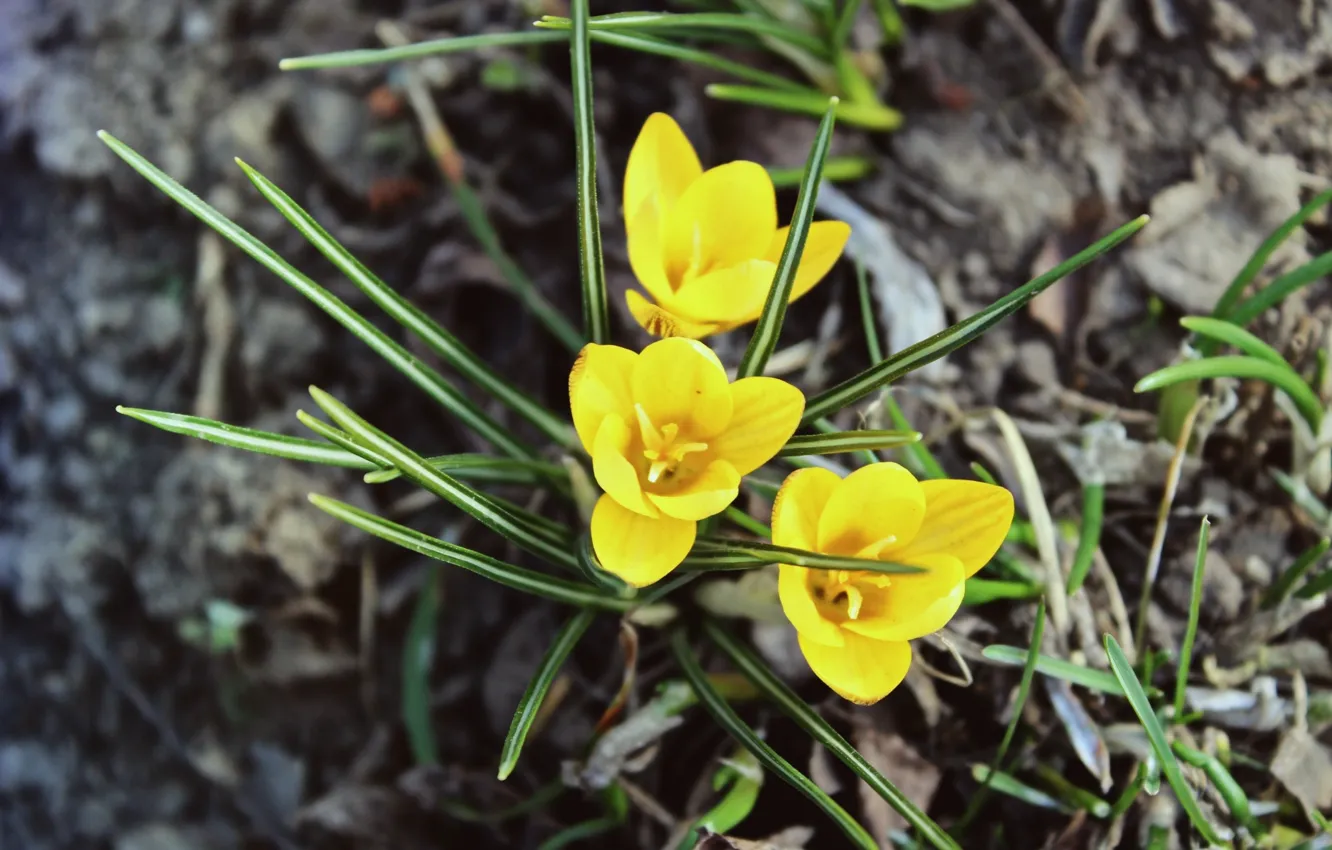 Фото обои цветок, желтый, растение, весна