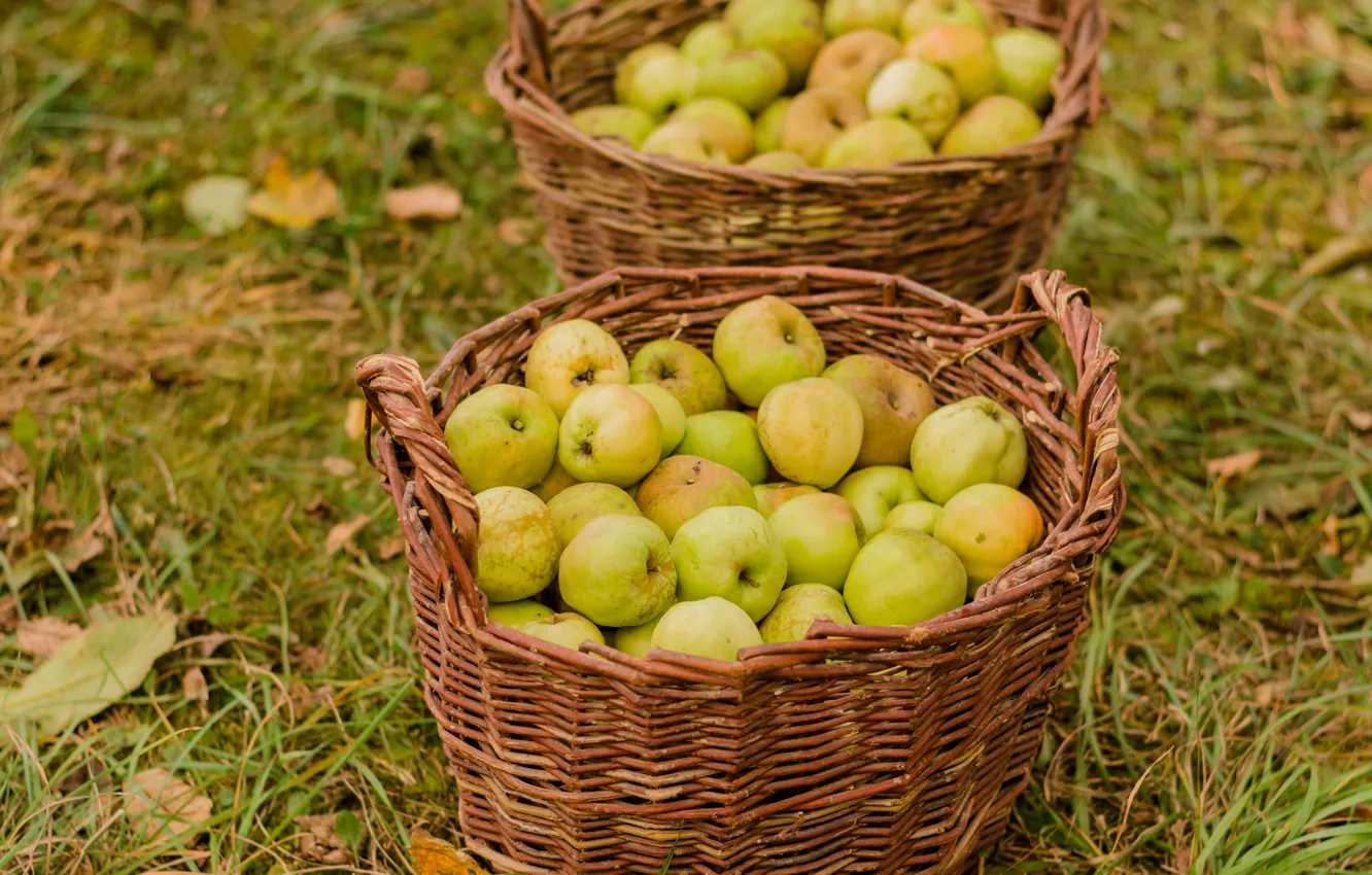Фото обои яблоки, урожай, сбор, корзины