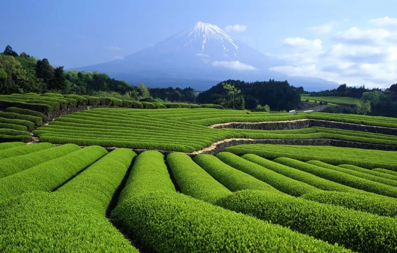 Фото обои Япония, чайная плантация, гора Фудзи