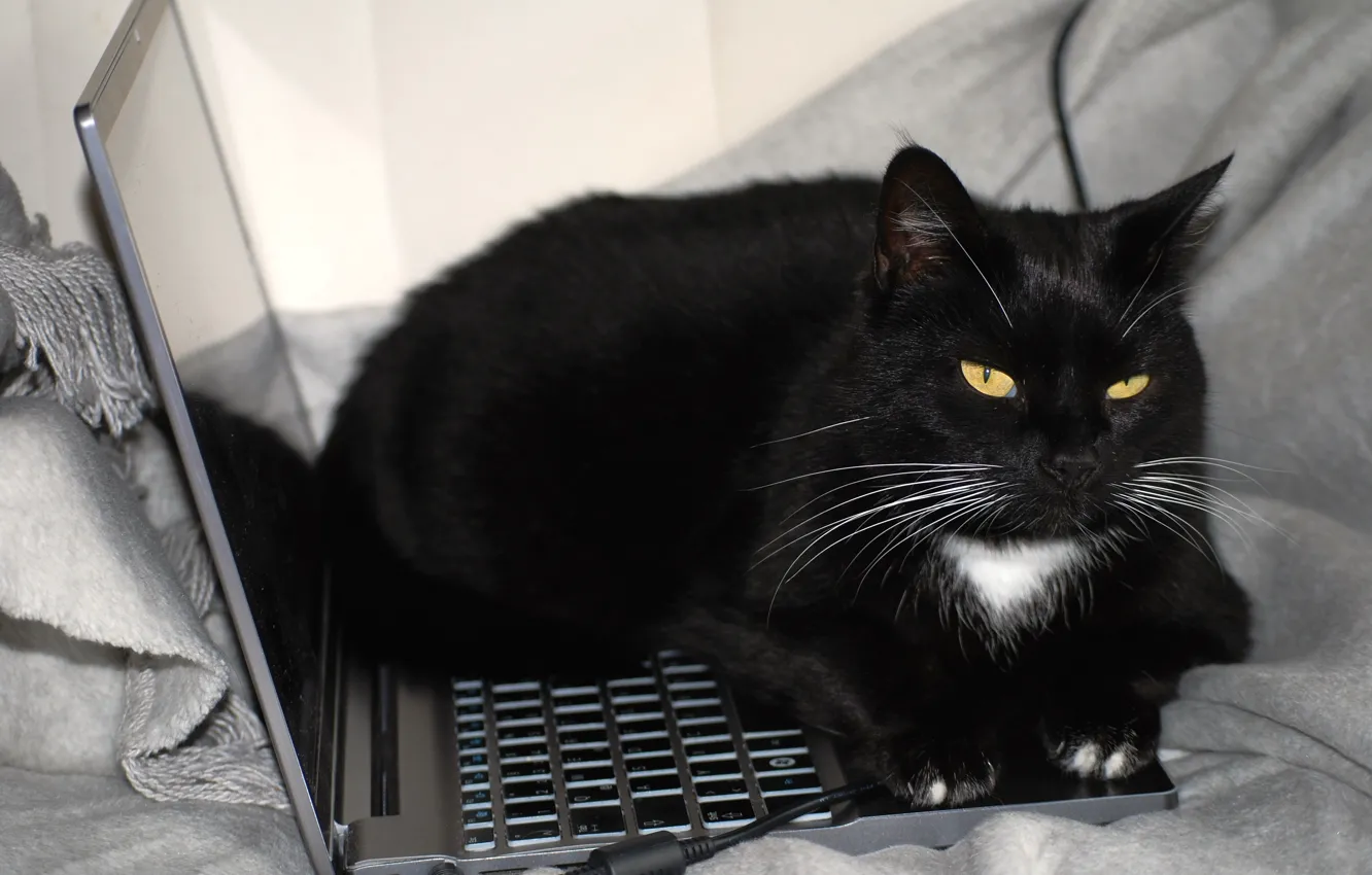 Фото обои кошка, кот, морда, черный, покрывало, лежит, ноутбук, серый фон