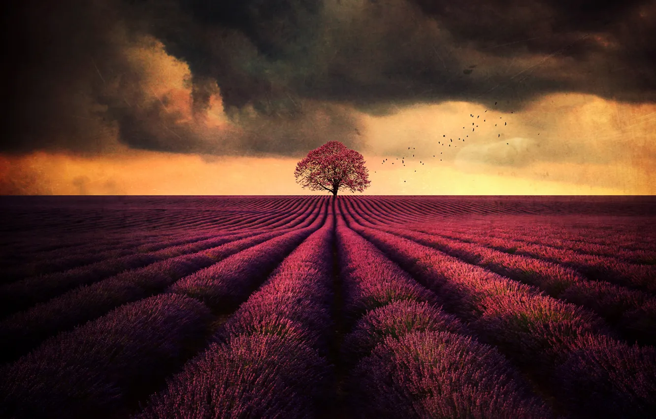 Фото обои field, landscape, tree, lavender
