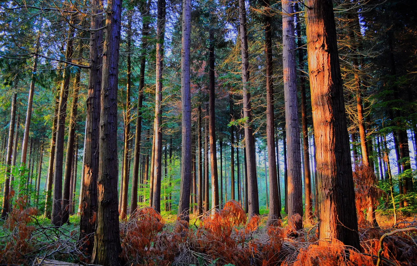 Фото обои осень, лес, солнце, деревья