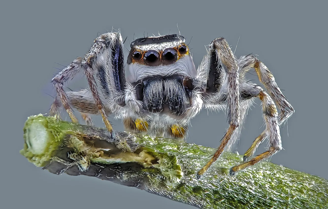 Фото обои макро, фон, паук