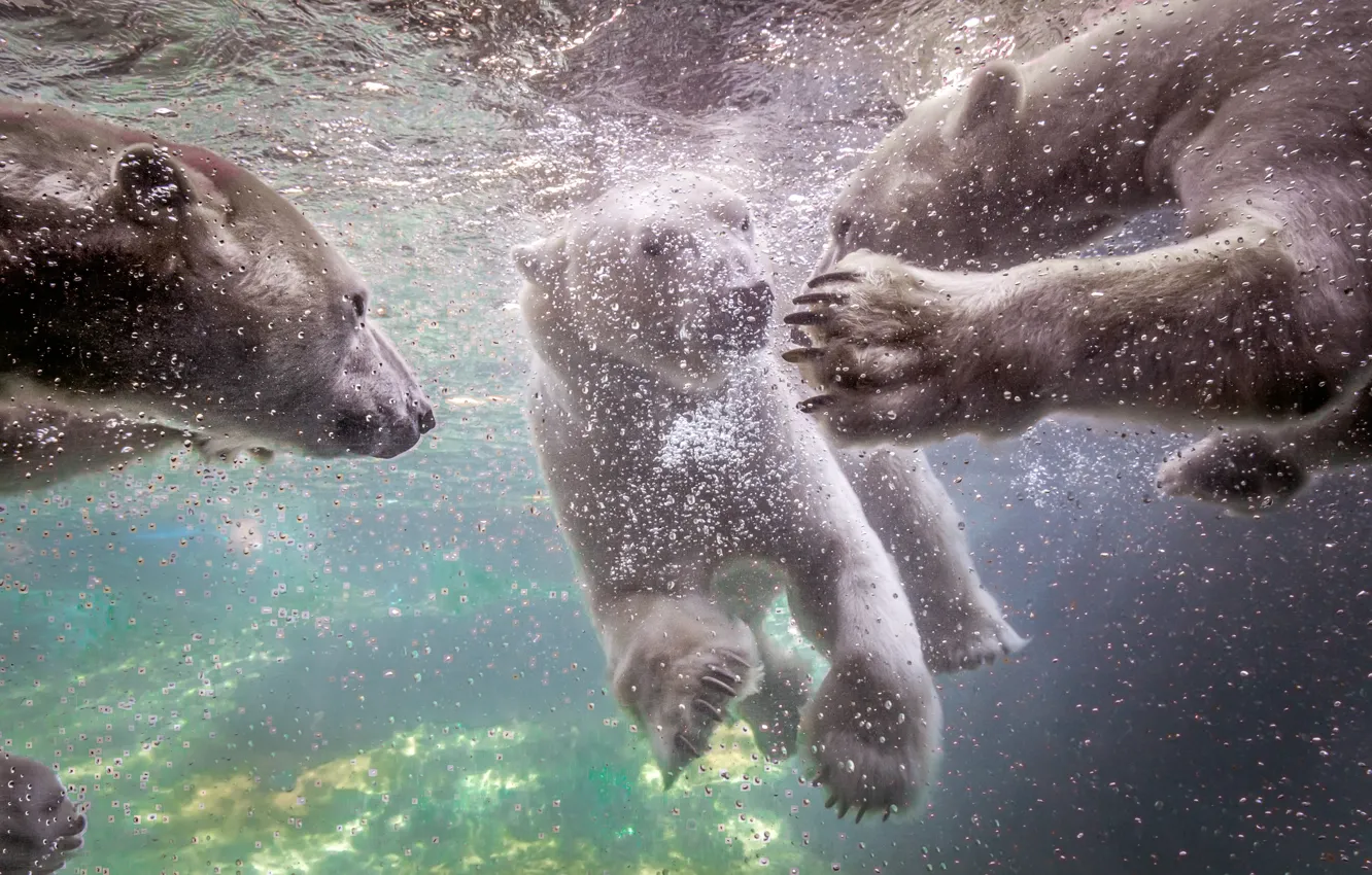 Фото обои вода, медведи, белые, плавание