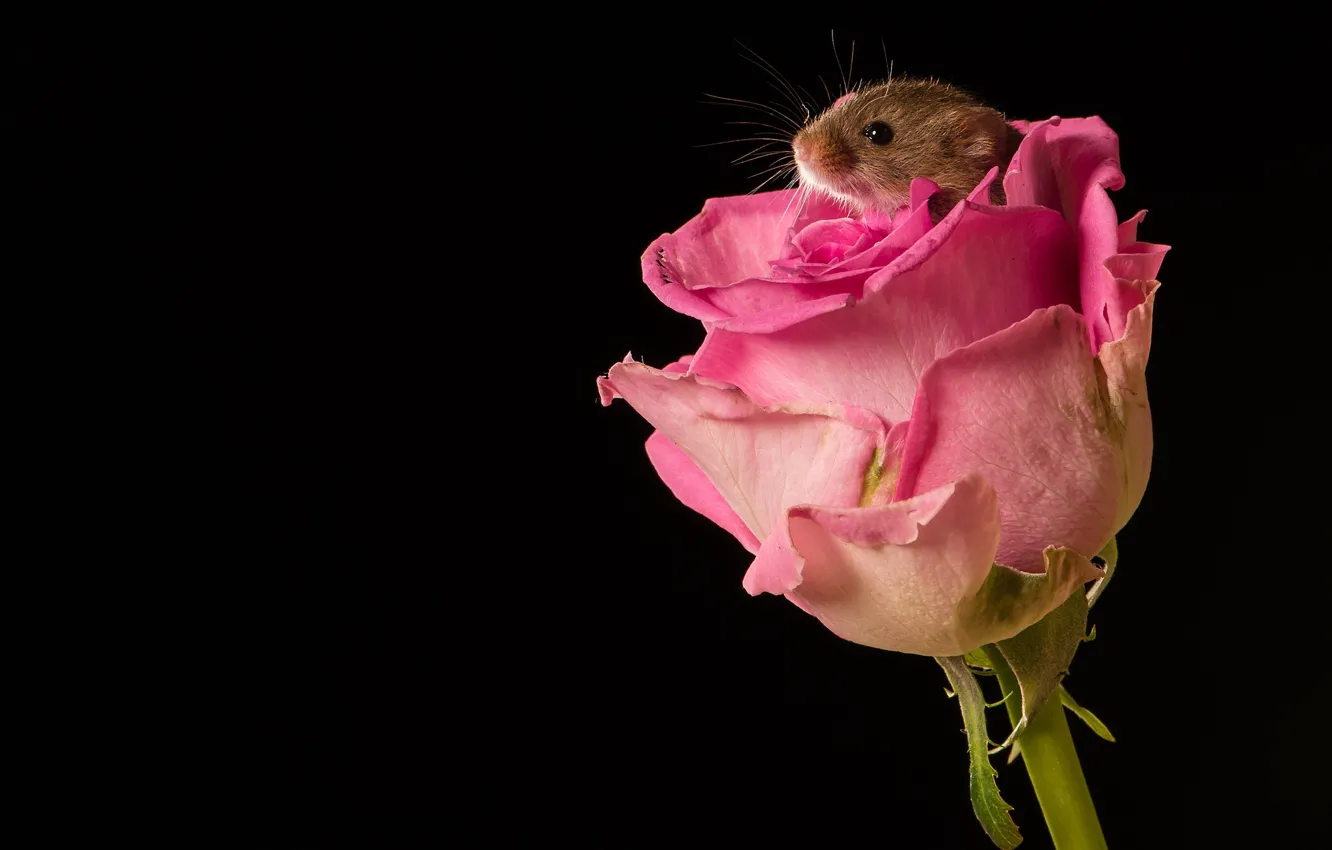 Фото обои цветок, макро, роза, бутон, мышка, чёрный фон, грызун, Мышь-малютка