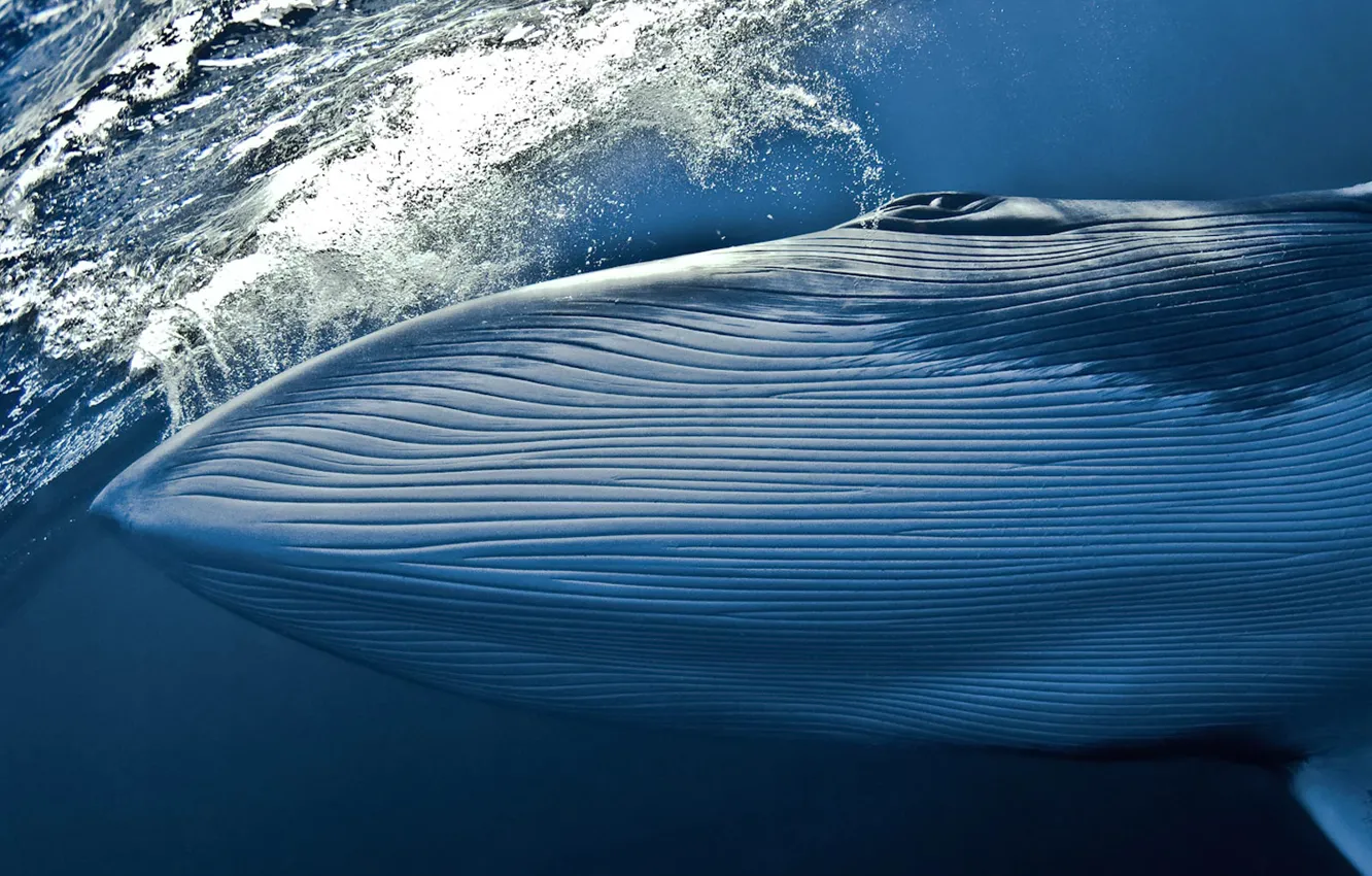 Фото обои вода, кит, National Geographic