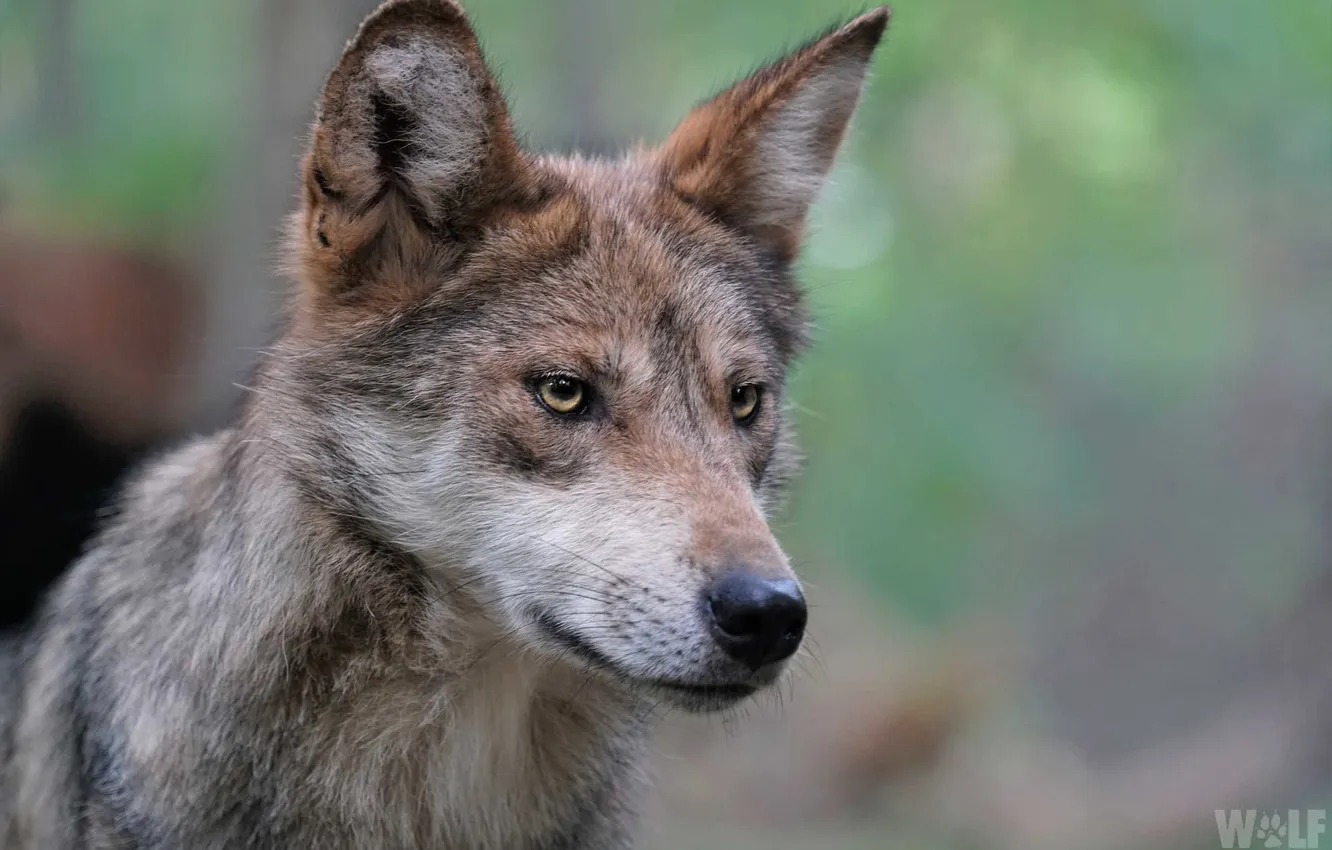 Фото обои fantasy, nature, art, snow, predator, face, animal, wolf