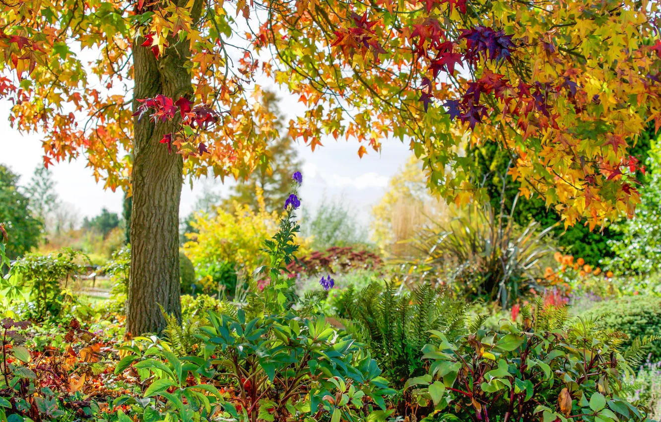 Фото обои осень, цветы, парк, дерево, Англия, England, Essex, Эссекс