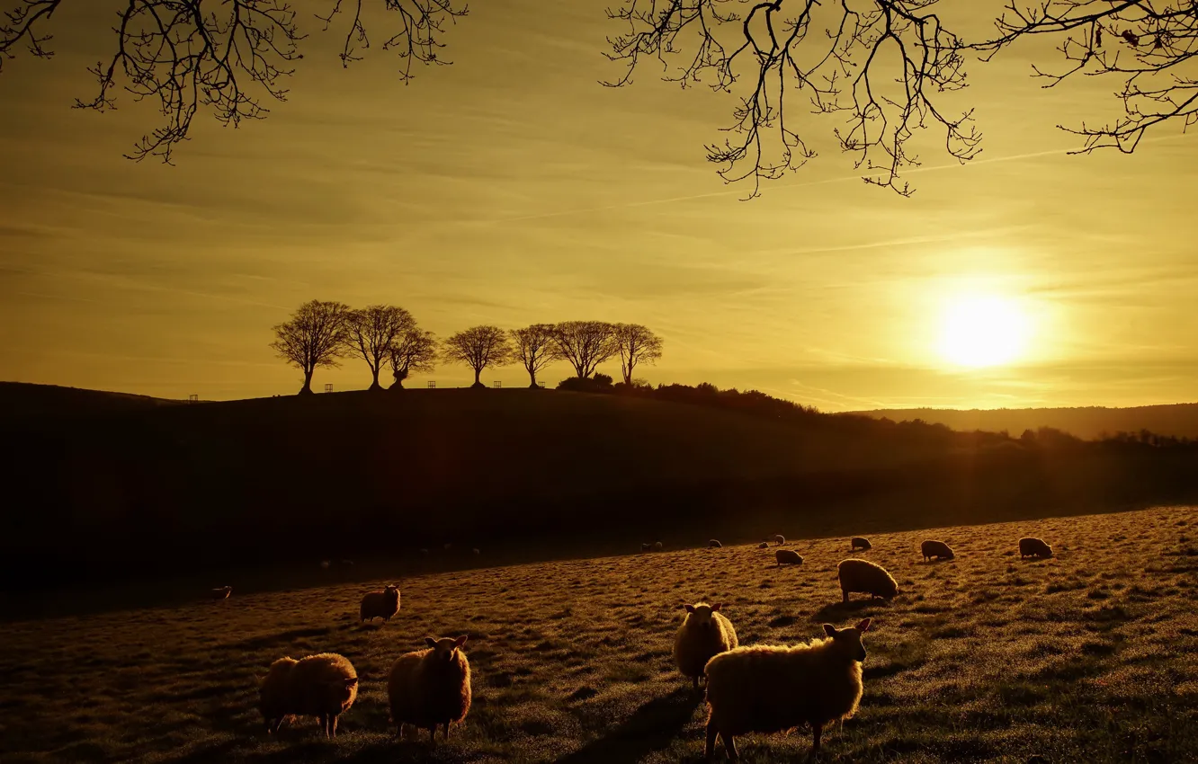 Фото обои поле, закат, овцы
