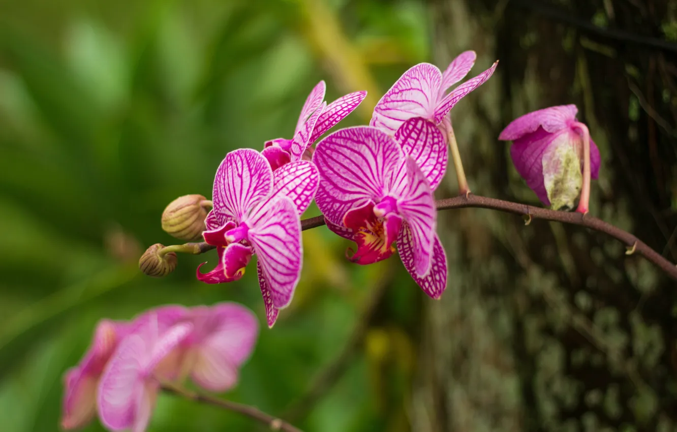Фото обои макро, орхидея, macro, orchid, фаленопсис, размытый фон, phalaenopsis, флора