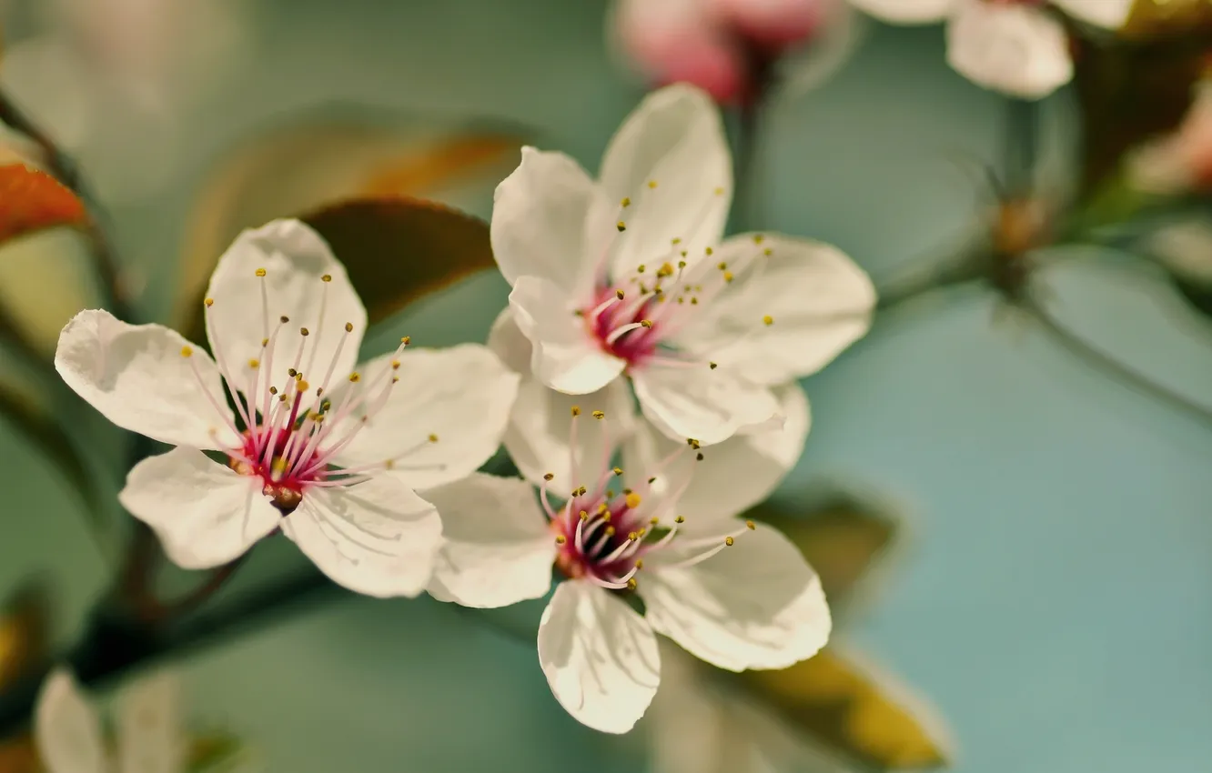 Фото обои цветы, вишня, ветви, лепестки, цветение, flower, cherry blossom