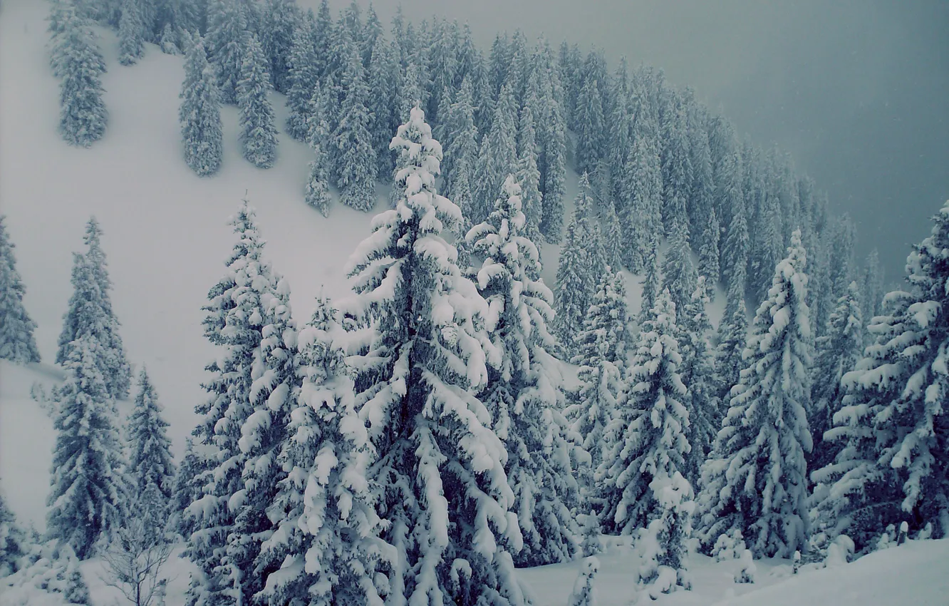 Фото обои снег, елки, Горы, красиво, сосны, буран, швецария, альпы