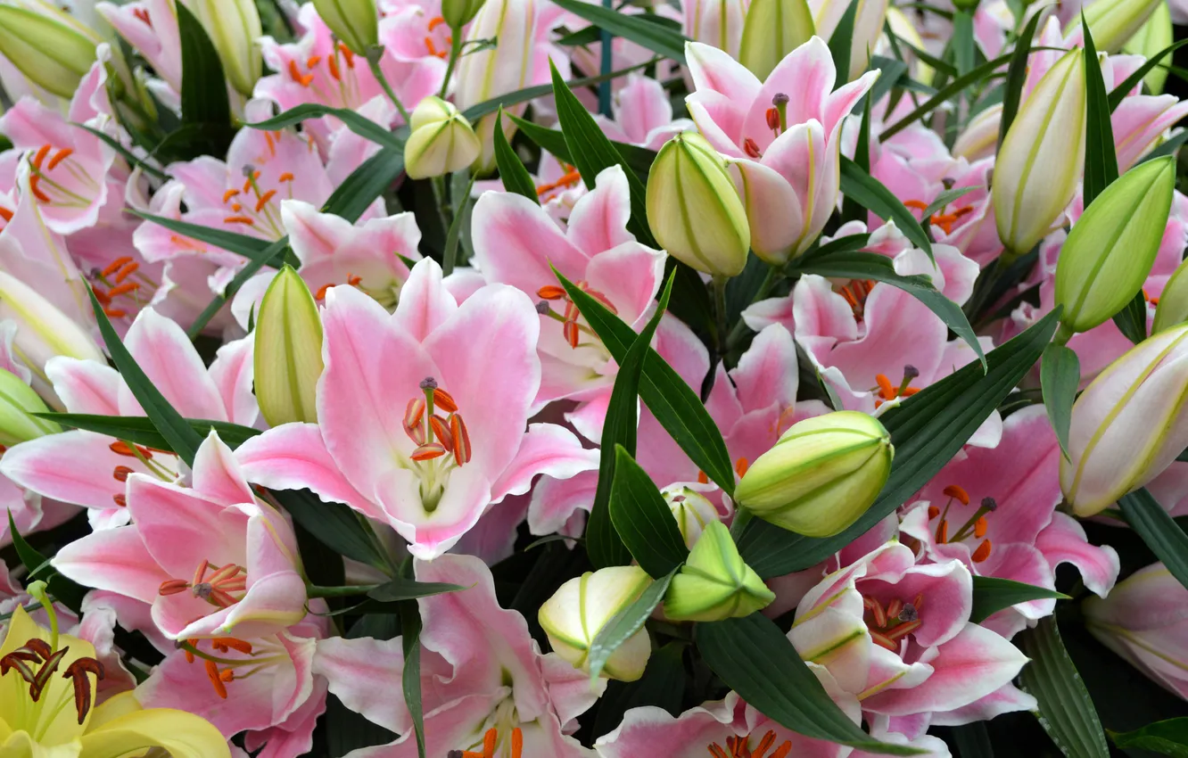 Фото обои лилии, розовые, бутоны, цветение, pink, Lily, buds