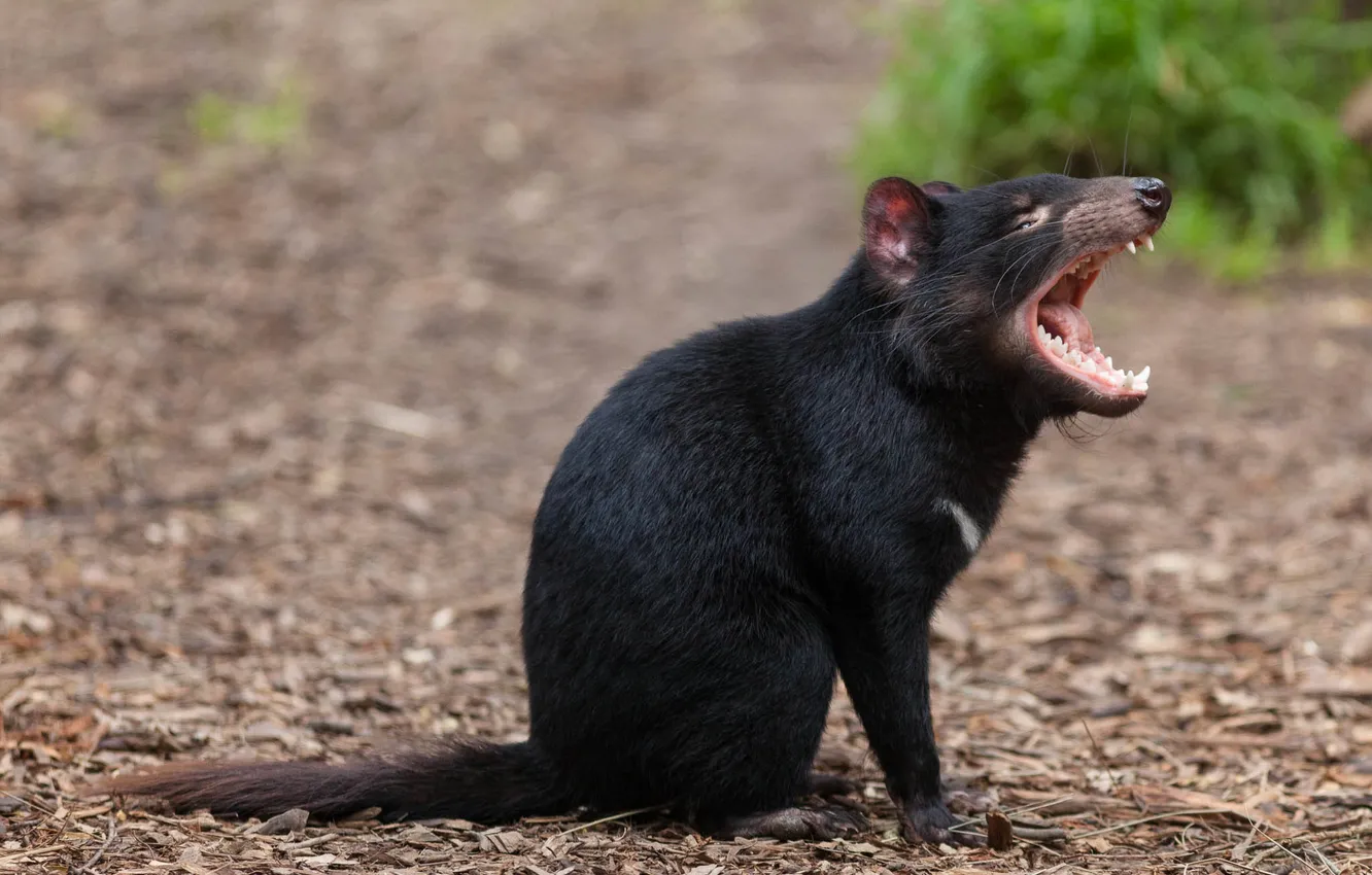 Фото обои пасть, зверек, тасманийский дьявол, Tasmanian Devil