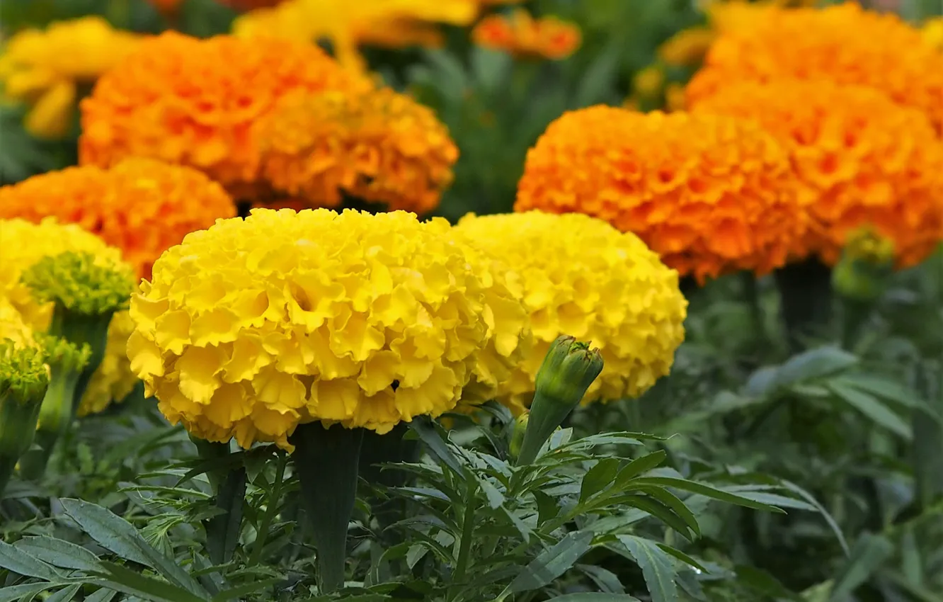 Фото обои оранжевый, желтый, пышный, бархатцы