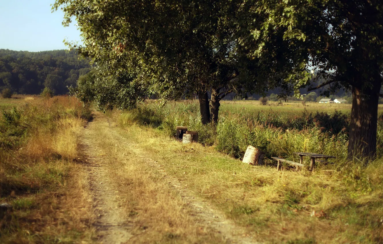 Фото обои дорога, лето, природа
