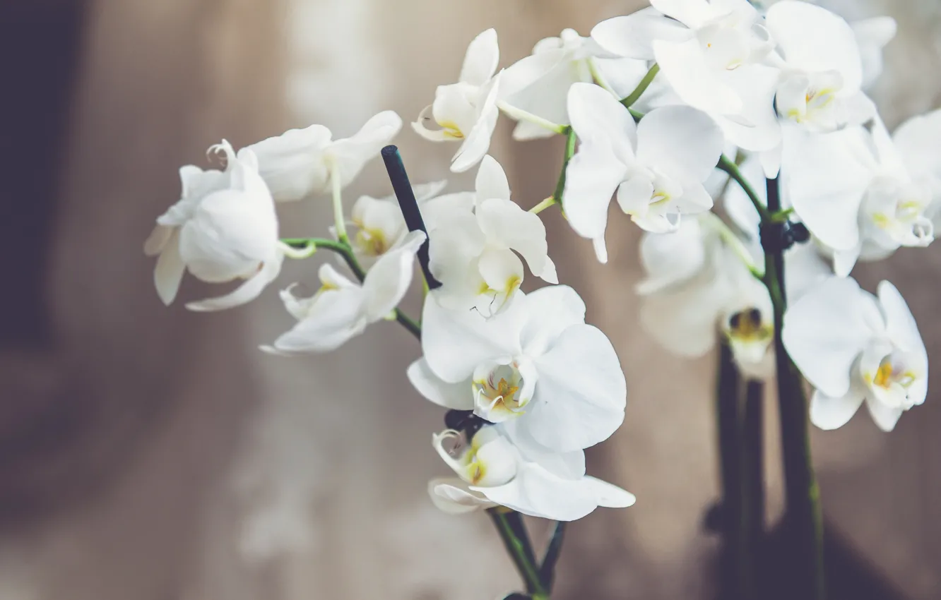 Фото обои цветы, белые, орхидеи