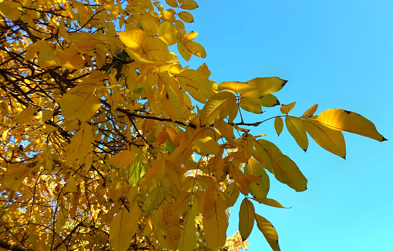 Фото обои осень, небо, листья