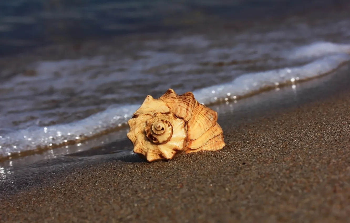 Фото обои песок, пляж, ракушка
