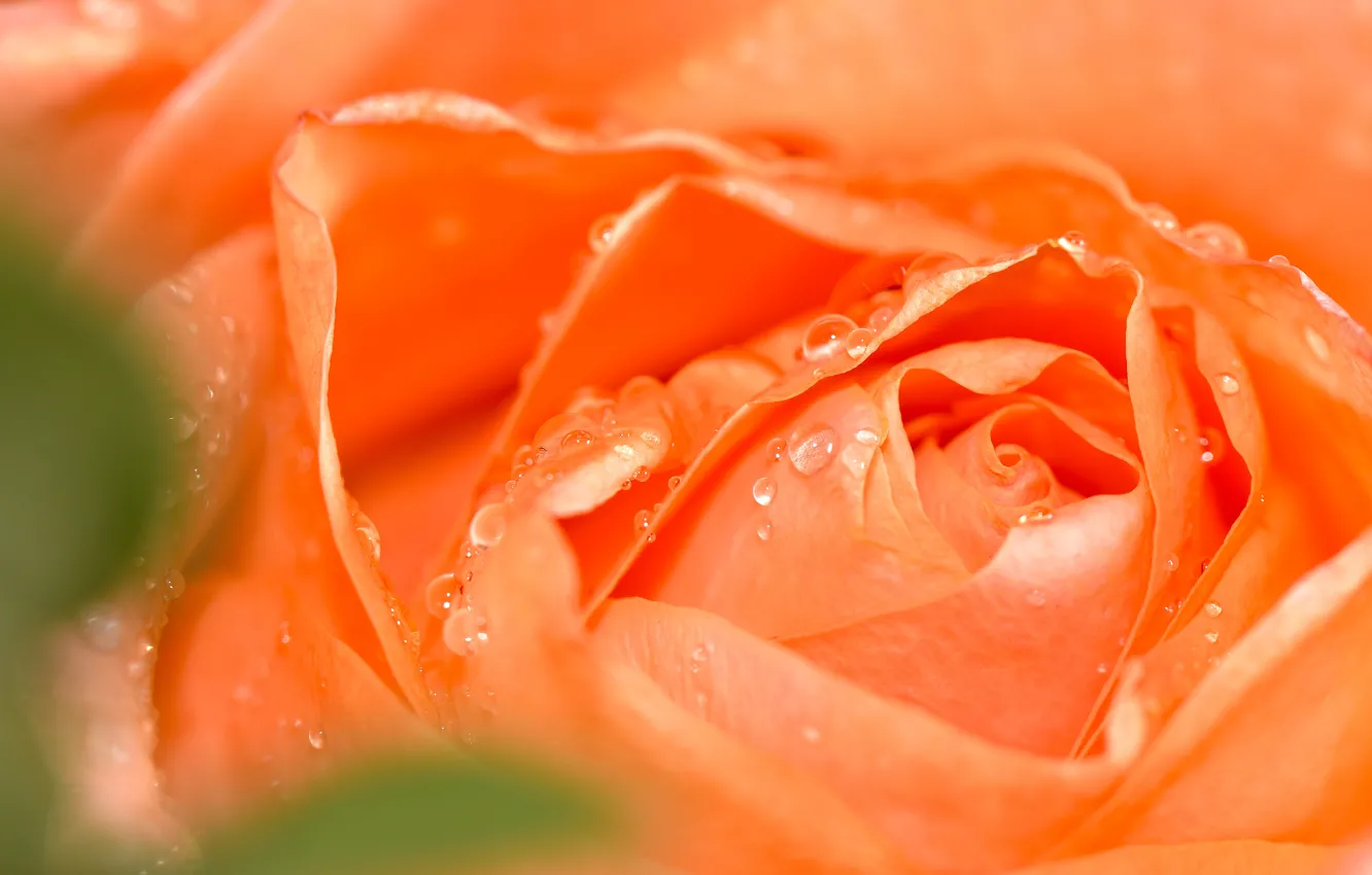 Фото обои цветок, капли, макро, роза, оранжевая, лепестки, бутон