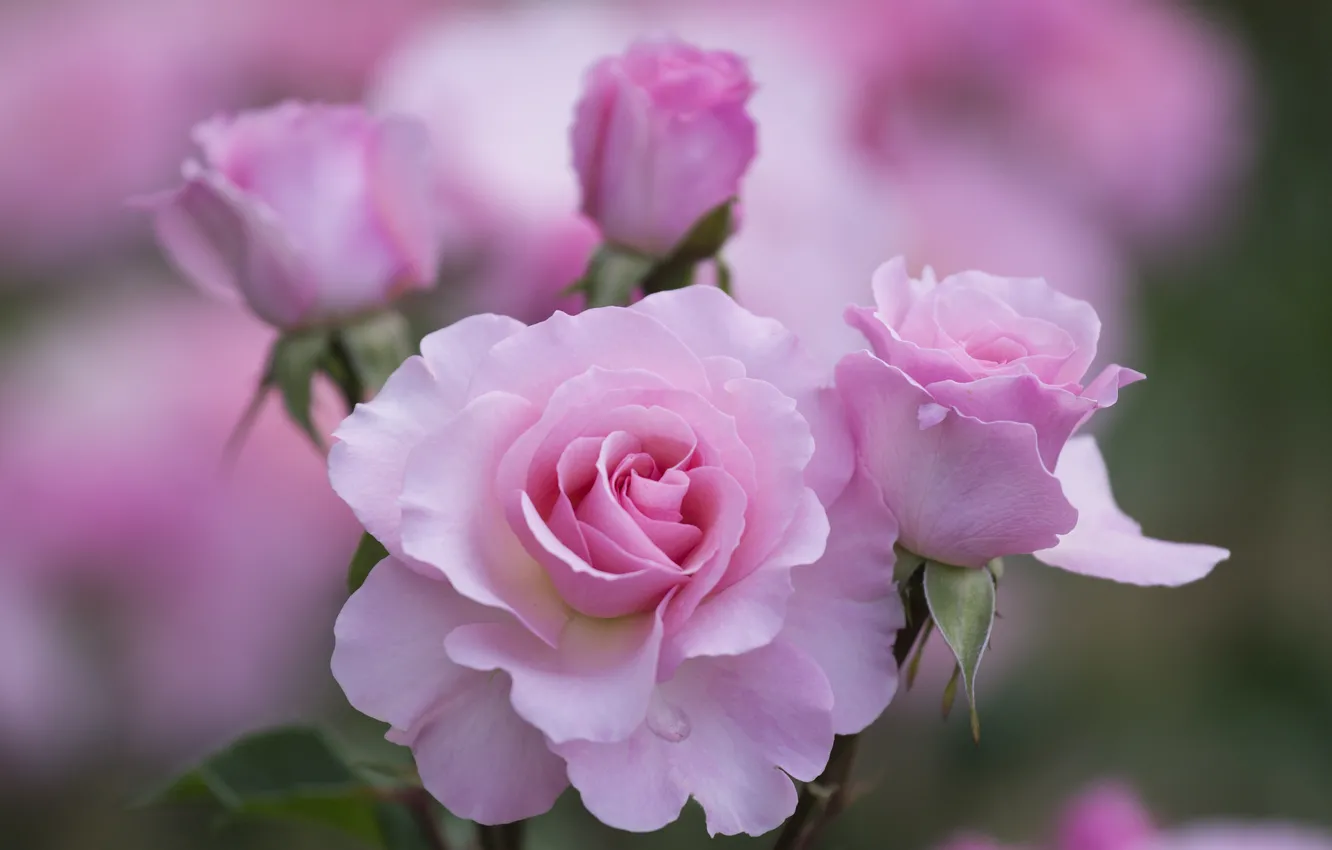 Фото обои макро, цветы, фокус, лепестки, Розы, розовые