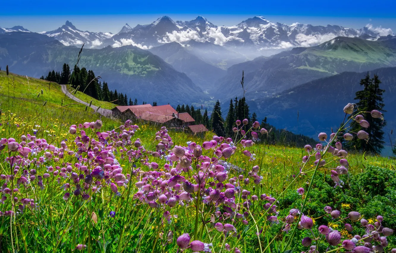 Фото обои пейзаж, горы, природа, дома, Швейцария, травы, луга, нагорье