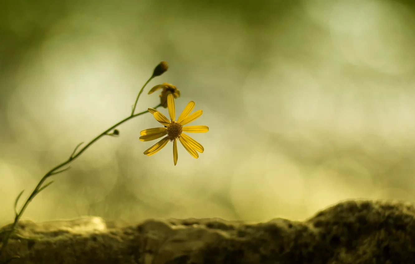Фото обои цветок, желтый, ветка, ромашка