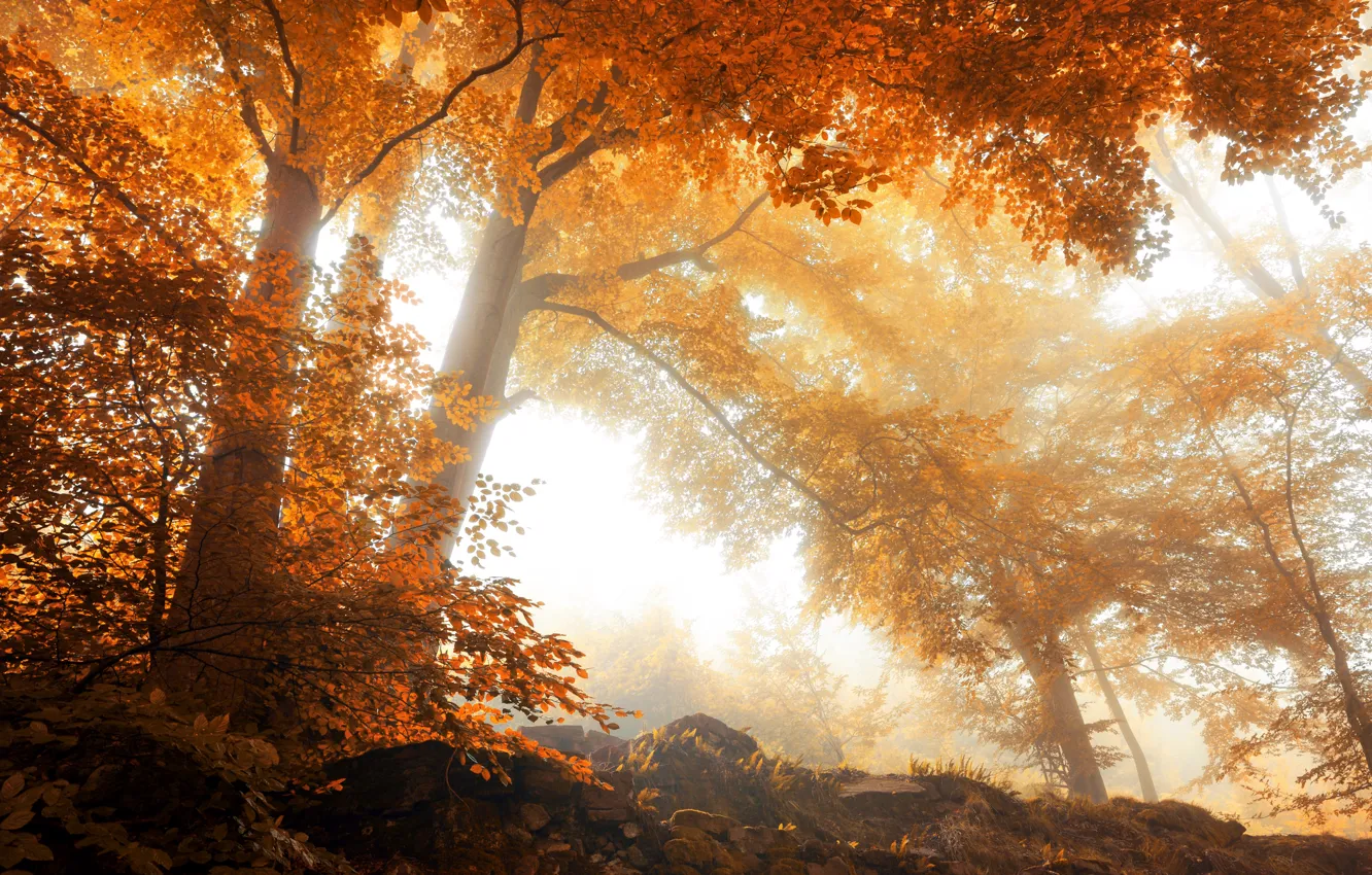 Фото обои Природа, Осень, Деревья, Времена Года