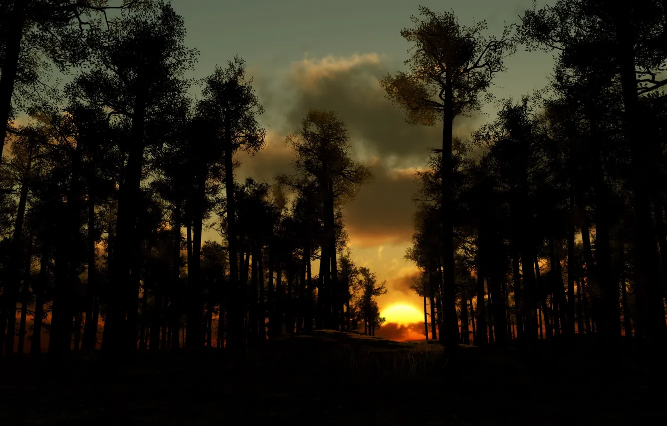 Фото обои лес, деревья, тучи, вечер, Закат солнца