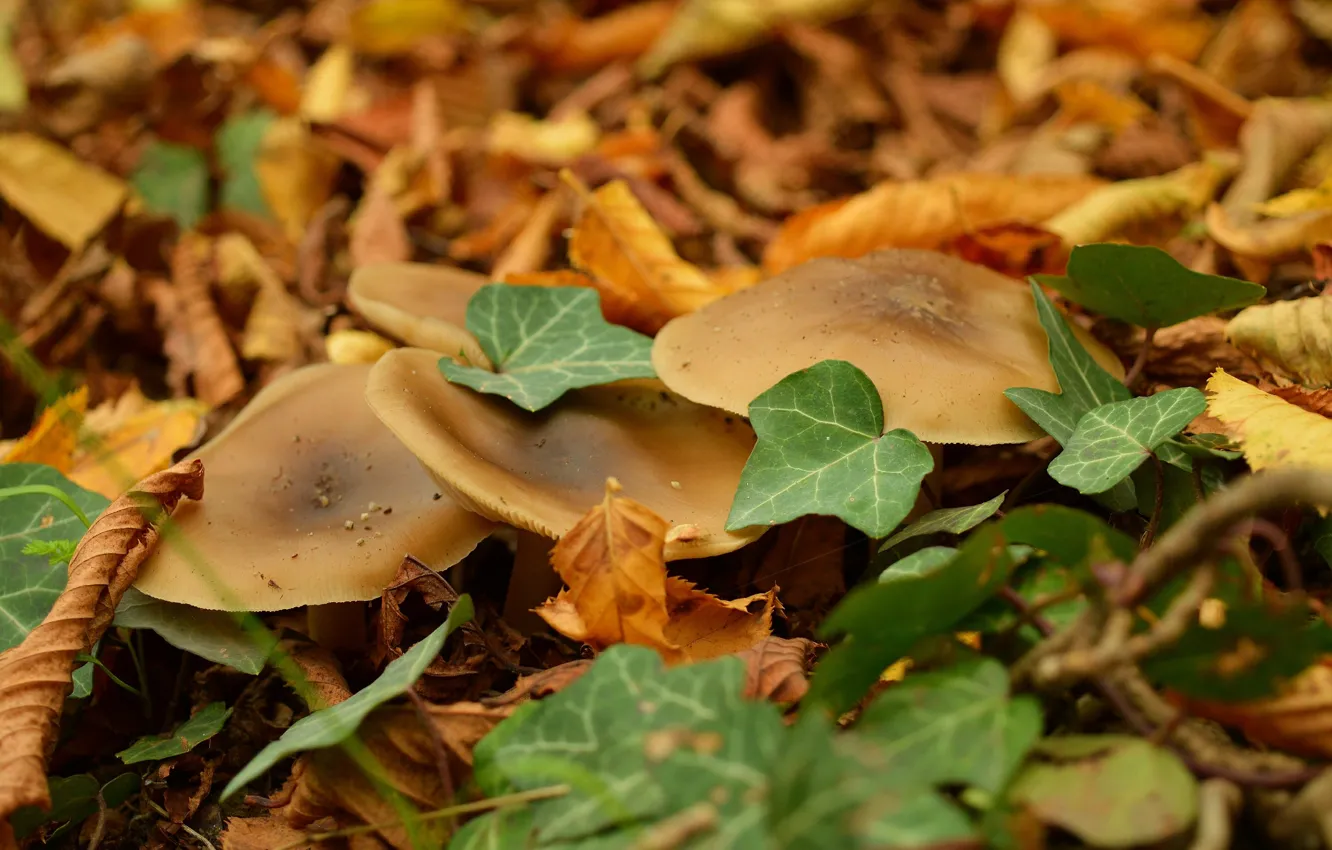 Фото обои Осень, Грибы, Листва, Autumn, Leaves, Mushrooms