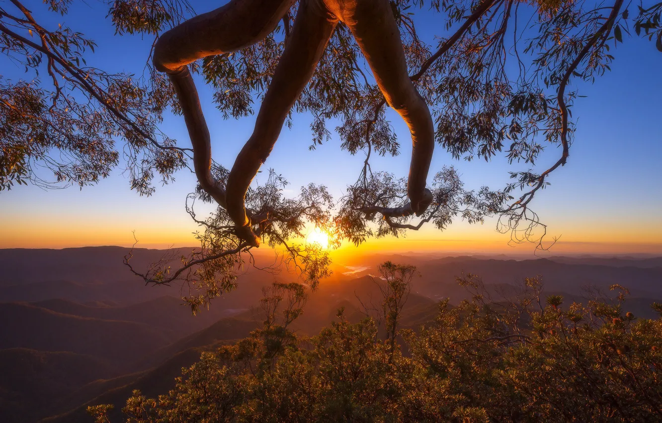Фото обои деревья, закат, горы, ветки, Австралия