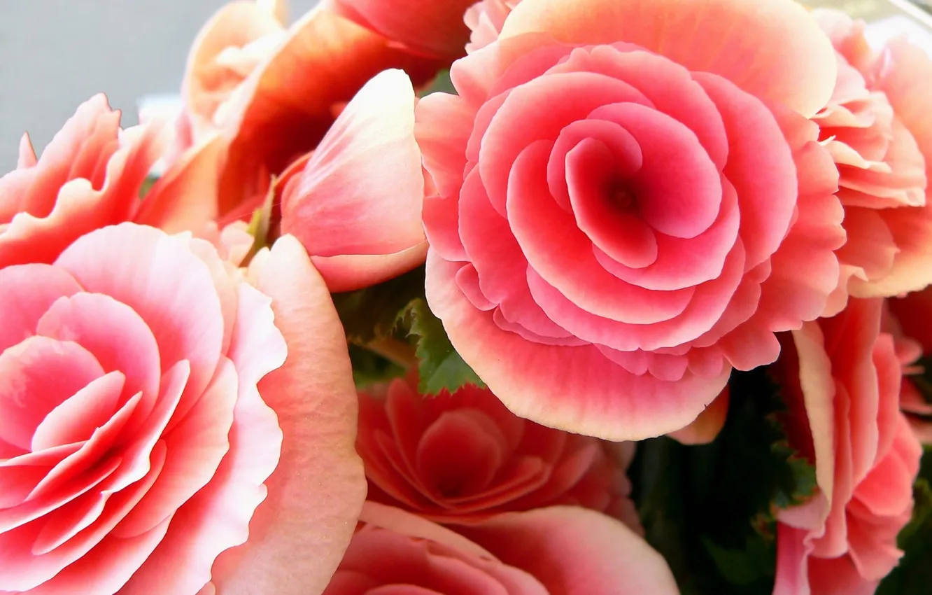 Фото обои розы, букет, розовые