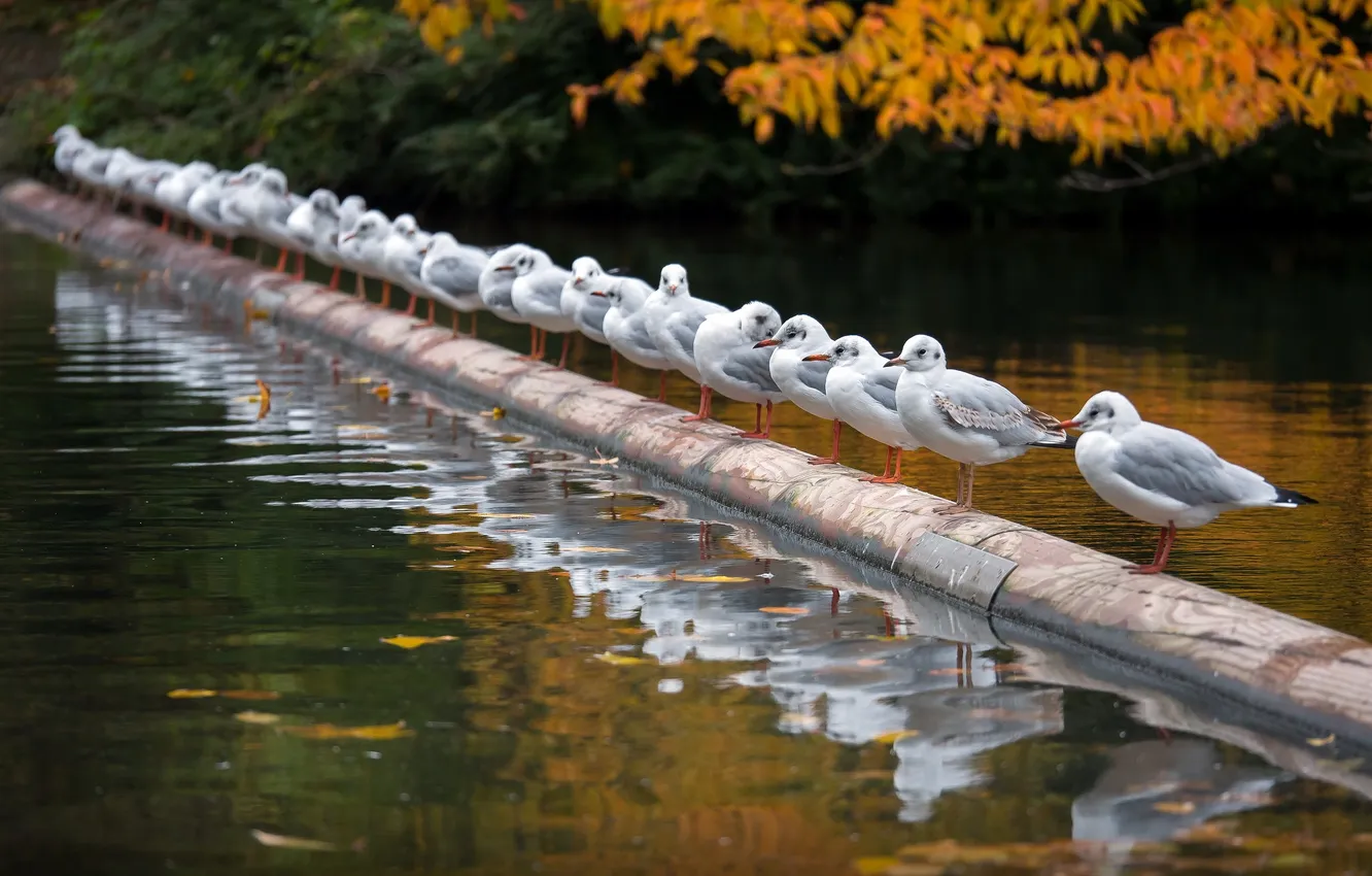 Фото обои осень, птицы, река