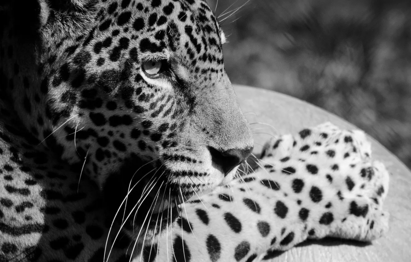 Фото обои морда, лапа, хищник, ягуар, профиль, черно-белое, дикая кошка
