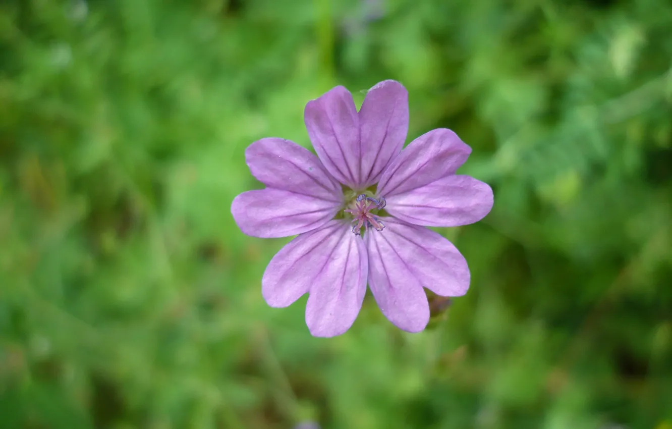 Фото обои Макро, Flower, Боке, Bokeh, Macro, Сиреневый цветок