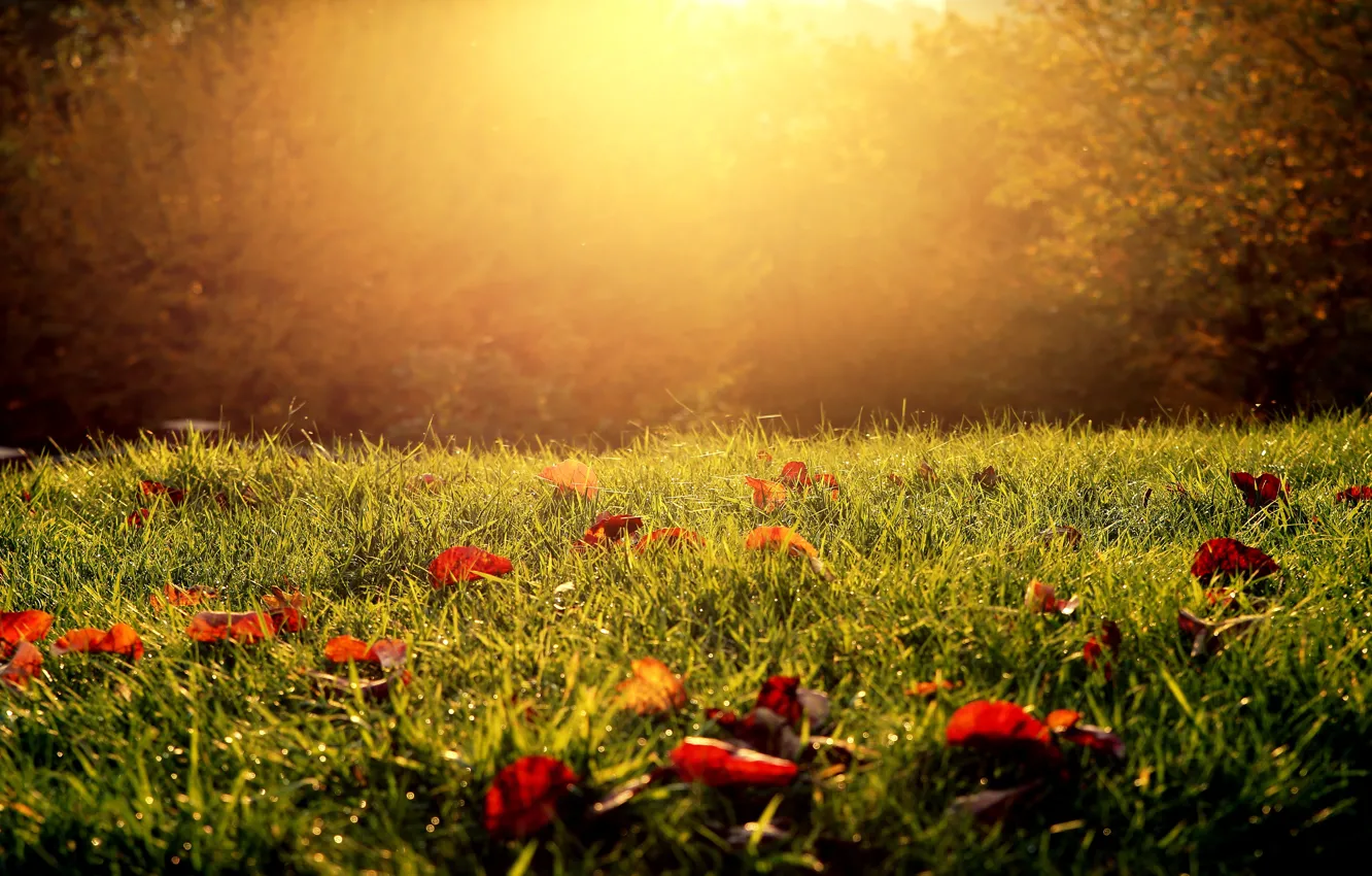 Фото обои осень, трава, листья, свет, природа, роса, парк, поляна
