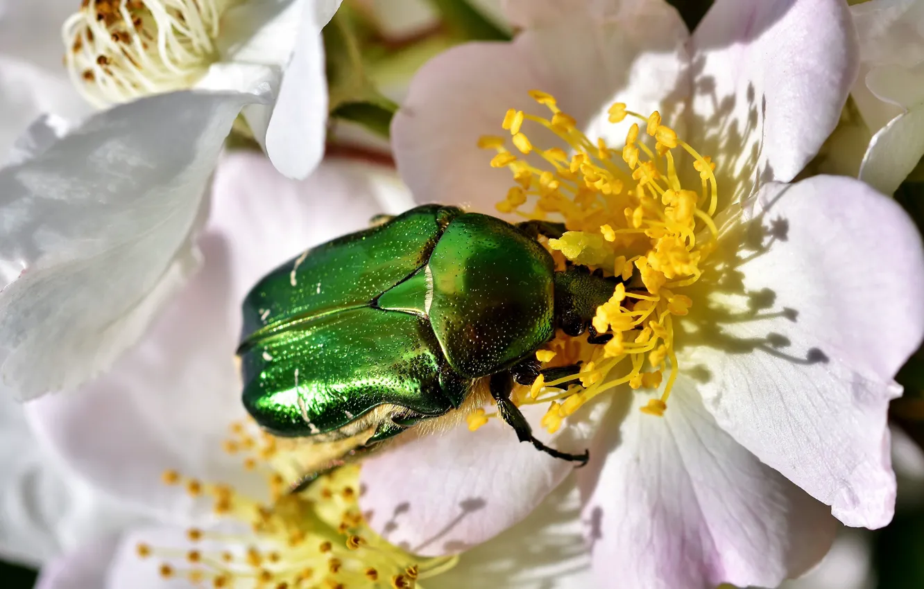Фото обои лето, макро, цветы, зеленый, жук, весна, шиповник, насекомое