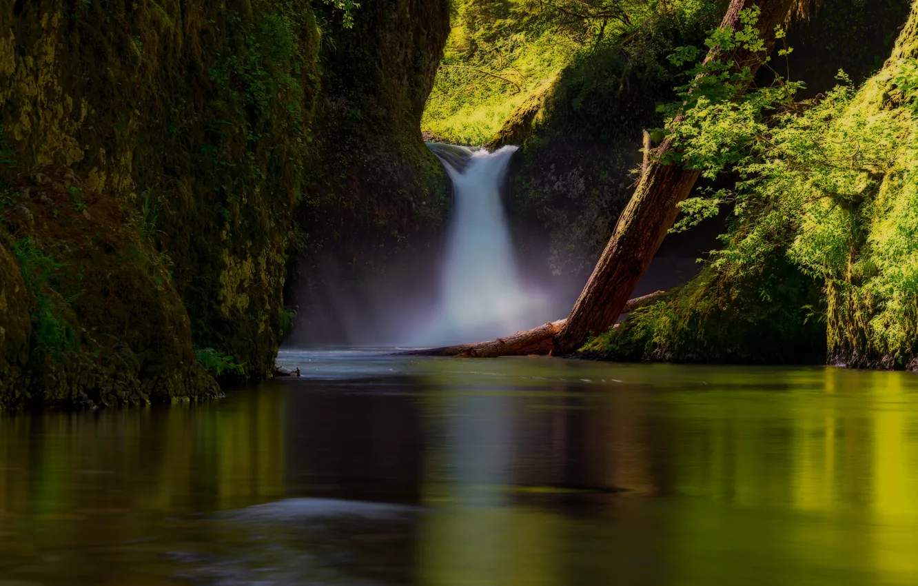 Фото обои лес, лето, свет, деревья, ветки, природа, берег, растительность