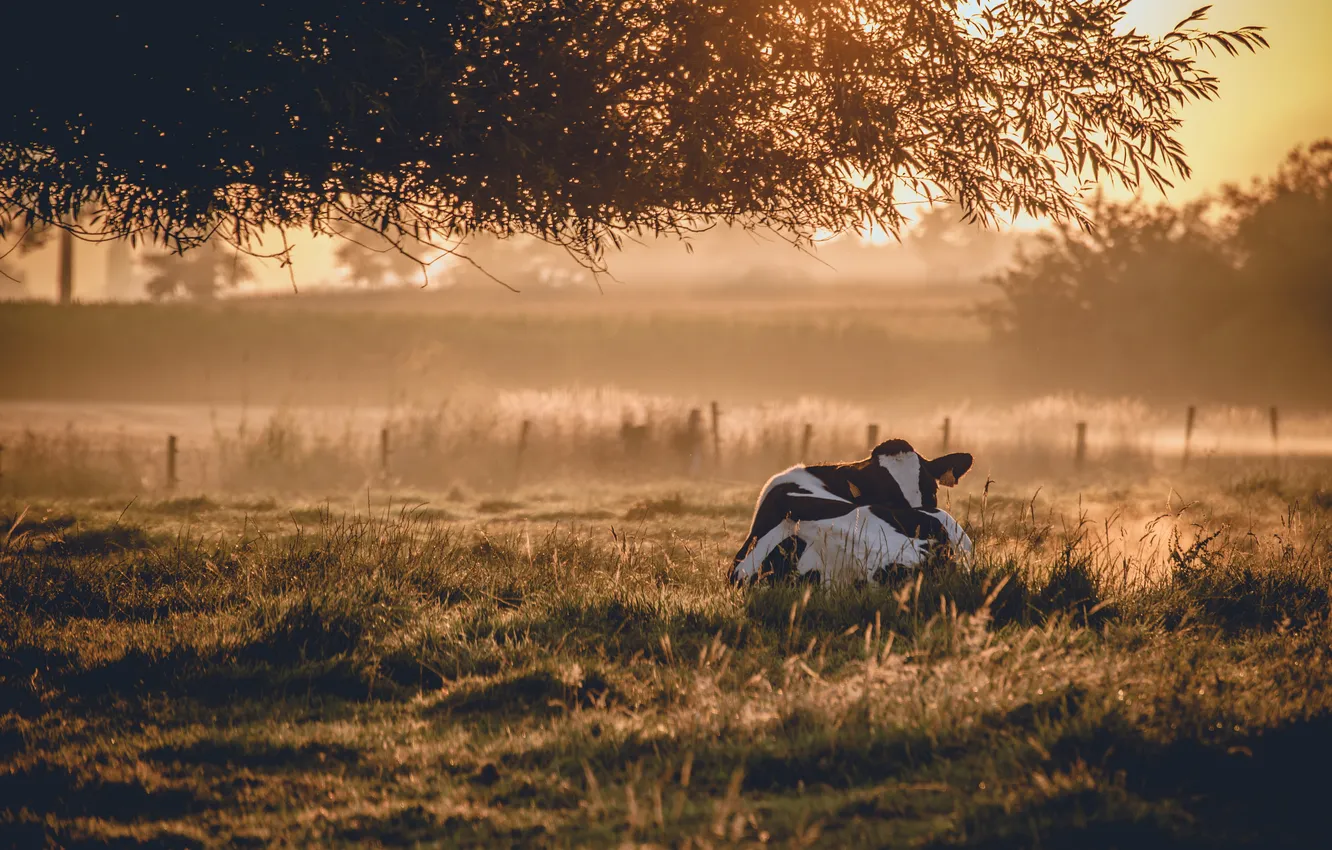 Фото обои туман, корова, утро