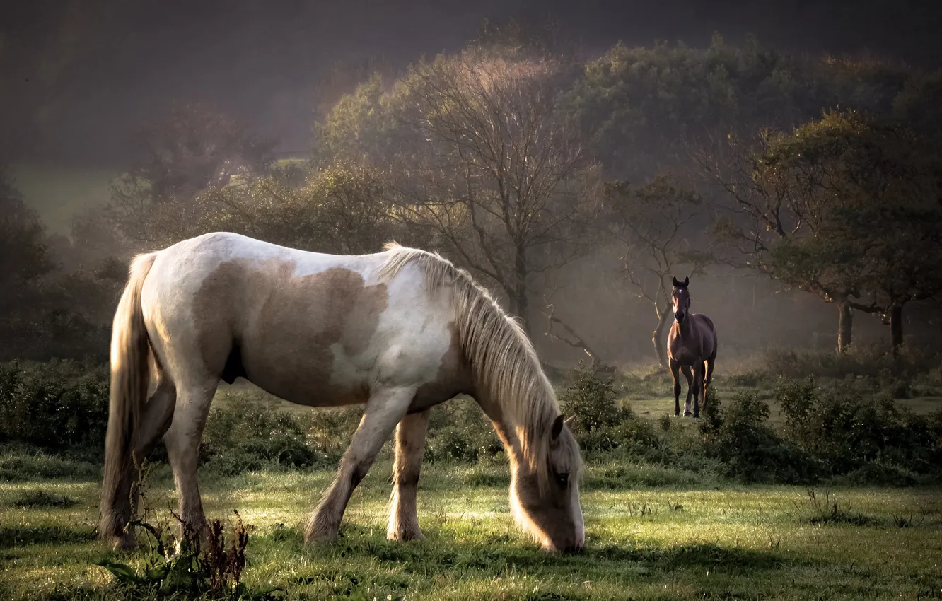 Фото обои осень, туман, утро, лошади, пастбище