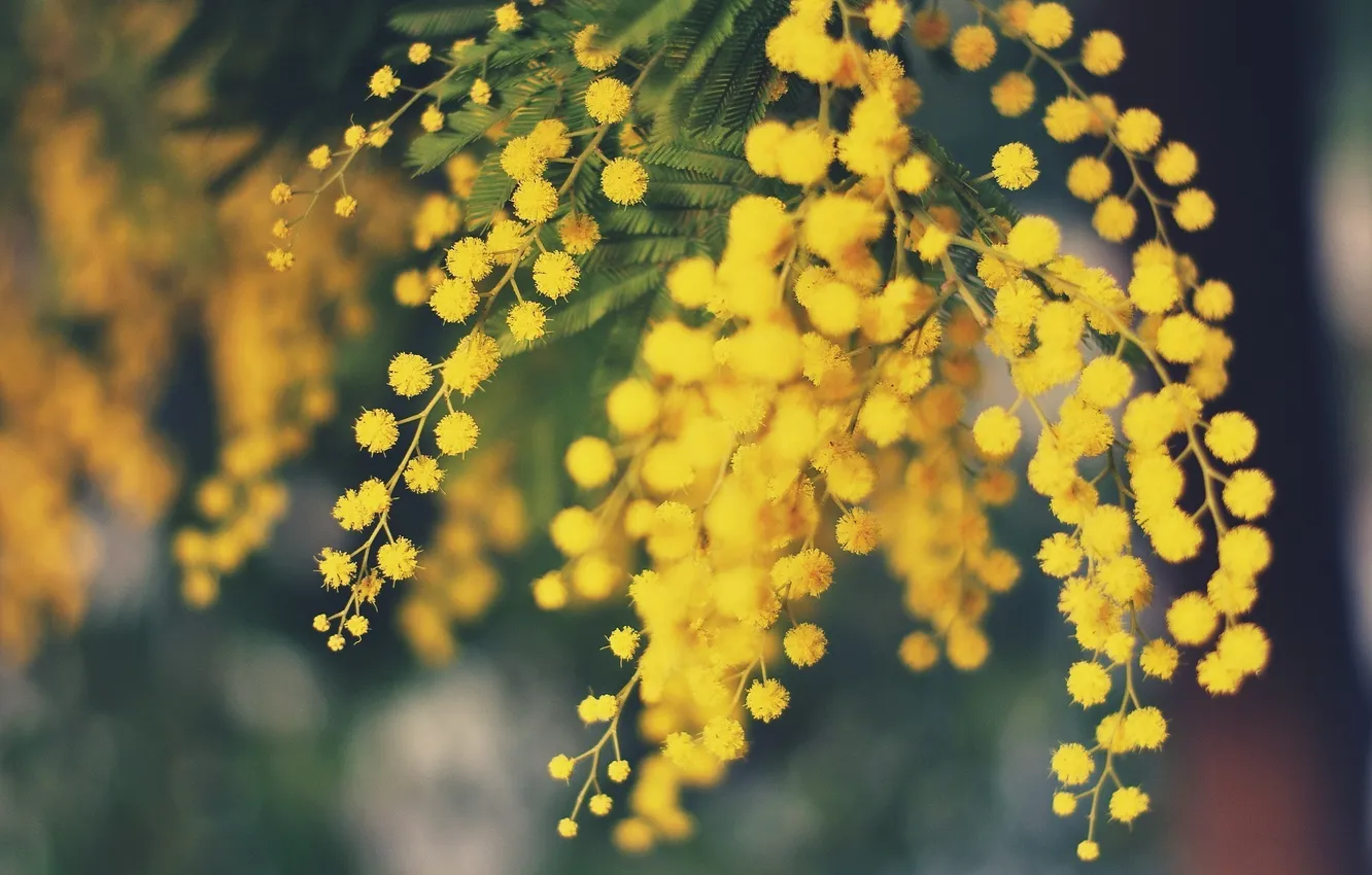 Фото обои цветы, желтые, мимоза
