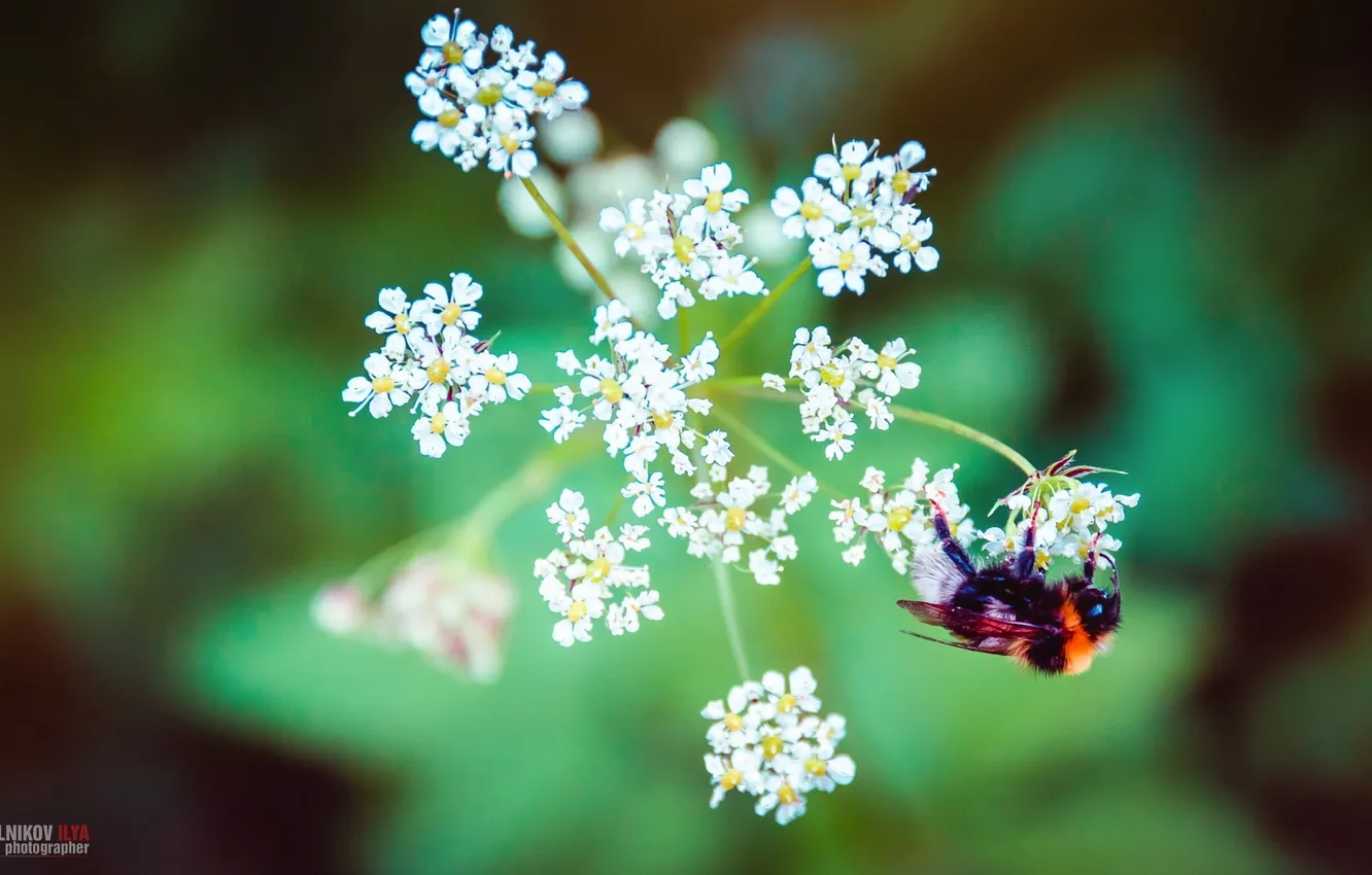 Фото обои макро, пчела, фотограф, photography, photographer, Tselovalnikov Ilya