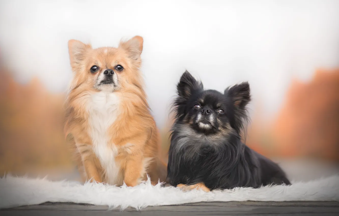 Фото обои парочка, две собаки, Чихуахуа