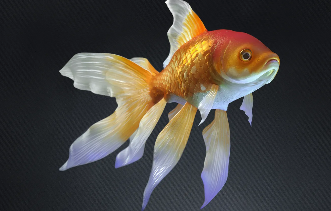 Фото обои рыбка, арт, Daniel Klepek, золотоя рабка, Goldfish :D