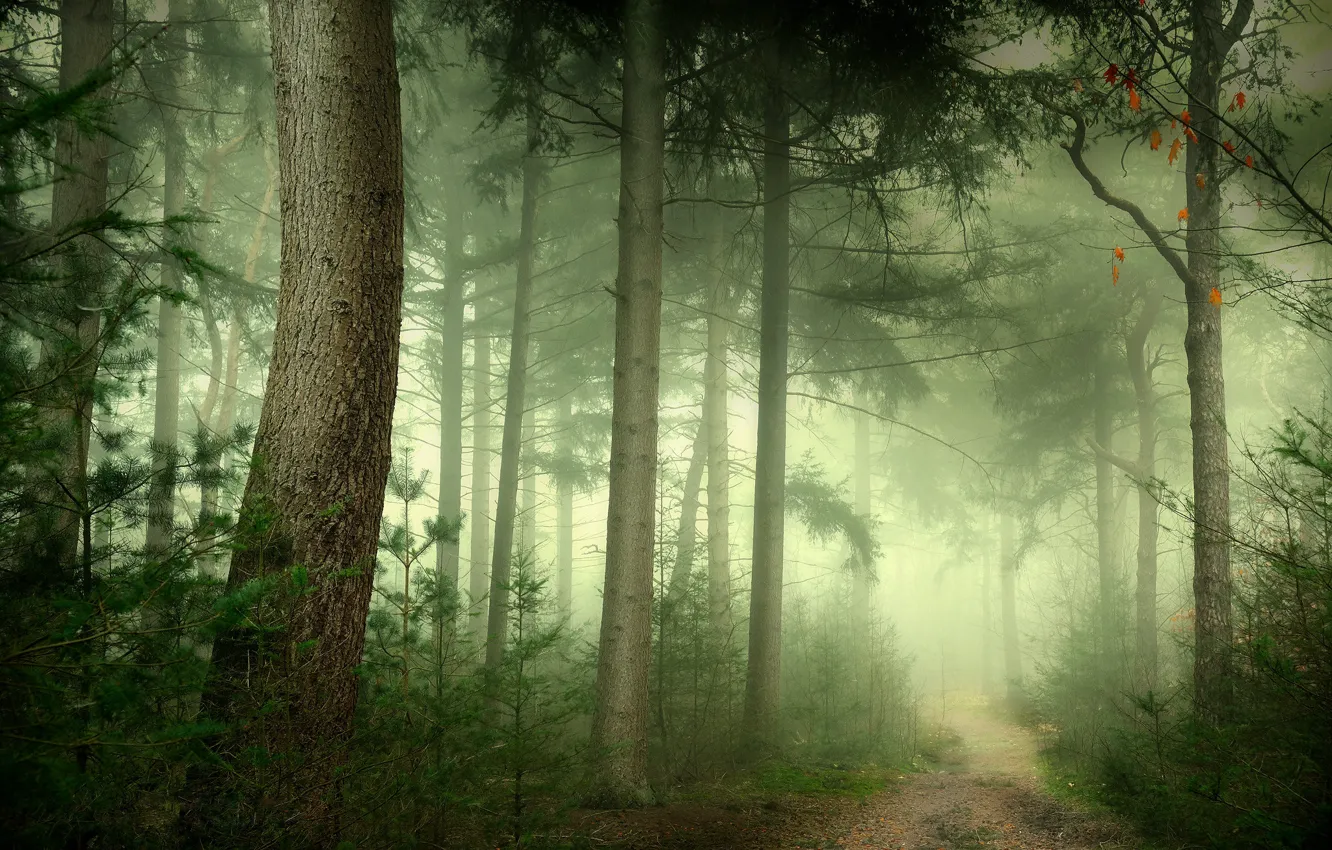 Фото обои лес, деревья, ветки, туман, стволы, сосны, аллея, тропинка